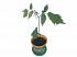 Набор для выращивания растений - Орех маньчжурский  - миниатюра №2